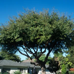 Quercus virginia