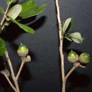 Quercus virginia