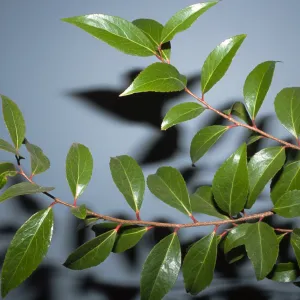 Xylosma congesta