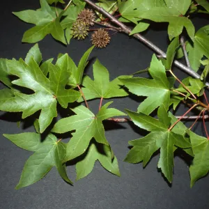 Liquidambar orientalis