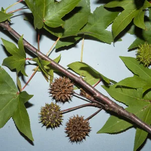 Liquidambar orientalis