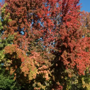 Liquidambar styraciflua