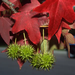 Liquidambar styraciflua