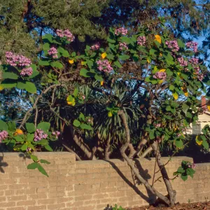 Wigandia caracasana