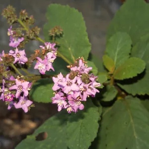 Wigandia caracasana