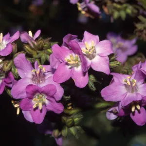 Wigandia caracasana