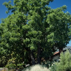 Juglans californica var. hindsii