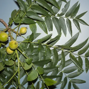 Juglans californica 
