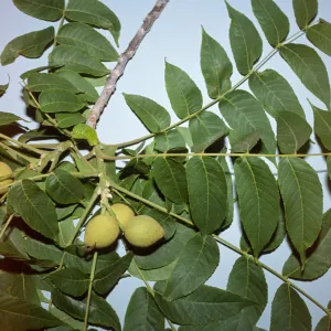 Juglans nigra