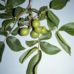 Juglans regia