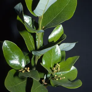 Beilschmiedia miersii