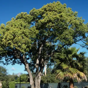 Cinnamomum camphora