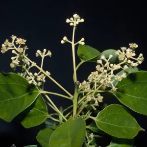 Cinnamomum camphora