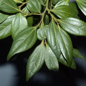 Cinnamomum japonicum