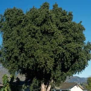 Cryptocarya alba