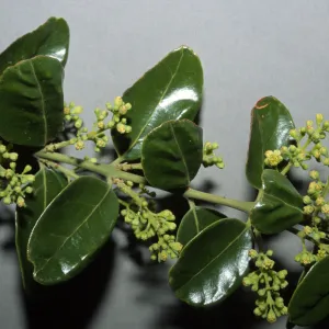 Cryptocarya alba