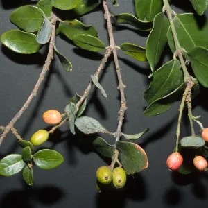 Cryptocarya alba