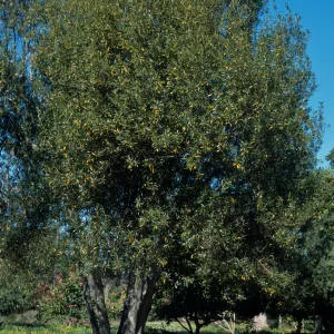 Laurus nobilis