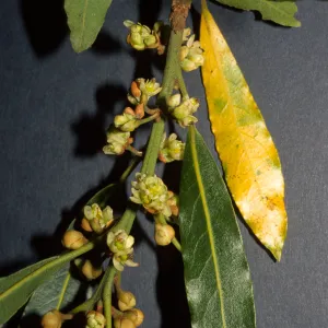 Laurus nobilis