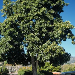 Persea americana