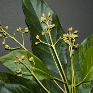 Persea americana