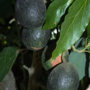 Persea americana