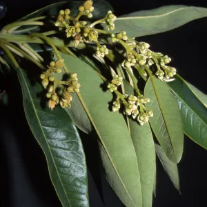 Persea indica