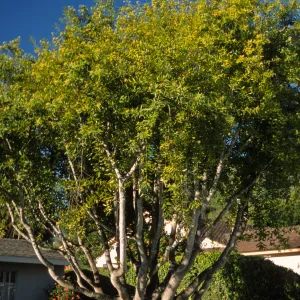 Umbellularia californica