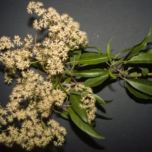Nuxia floribunda