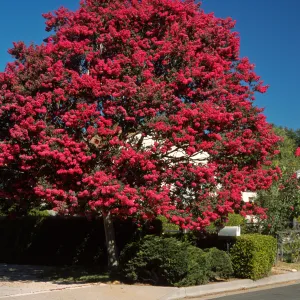 Lagerstroemia indica