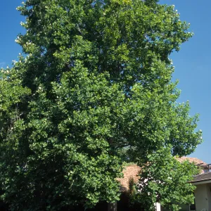 Liriodendron tulipifera