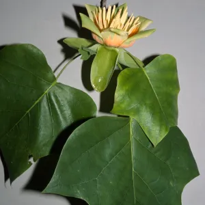 Liriodendron tulipifera