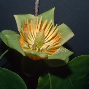 Liriodendron tulipifera