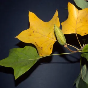 Liriodendron tulipifera