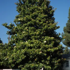 Magnolia grandiflora