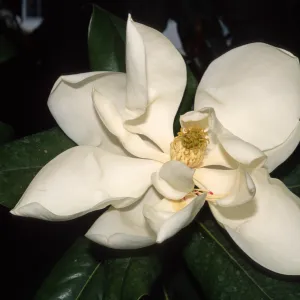 Magnolia grandiflora