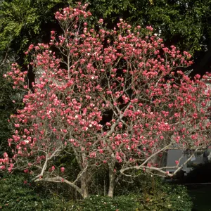 Magnolia x soulangiana