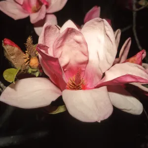 Magnolia x soulangiana