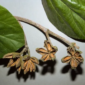 Hibiscus elatus