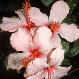 Hibiscus rosa-sinensis