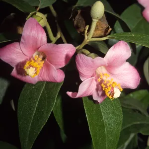Lagunaria patersonii