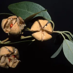 Lagunaria patersonii