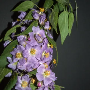 Robinsonella cordata