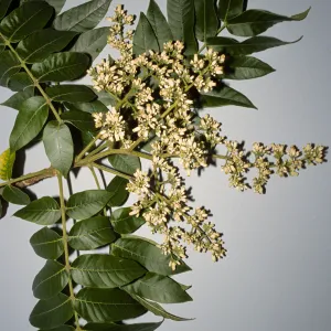 Cedrela fissilis