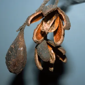 Cedrela fissilis
