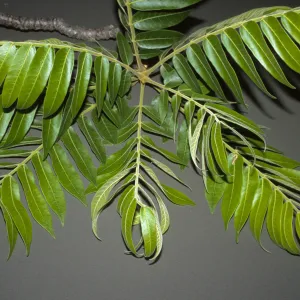 Cedrela fissilis
