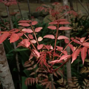 Toona sinensis aka Cedrela sinensis