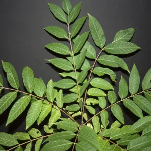 Toona sinensis aka Cedrela sinensis