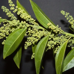 Cocculus laurifolius