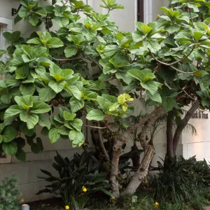 Ficus auriculata